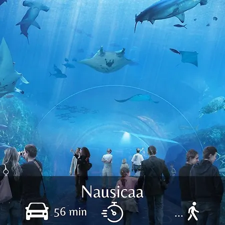 Plum - Centre * Dunkirk