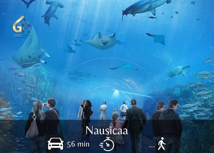 Plum - Centre * Dunkirk